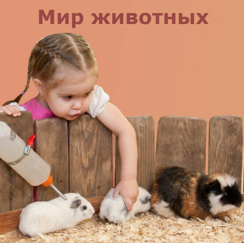 Дидактических игр развивающих речь детей - Мир животных