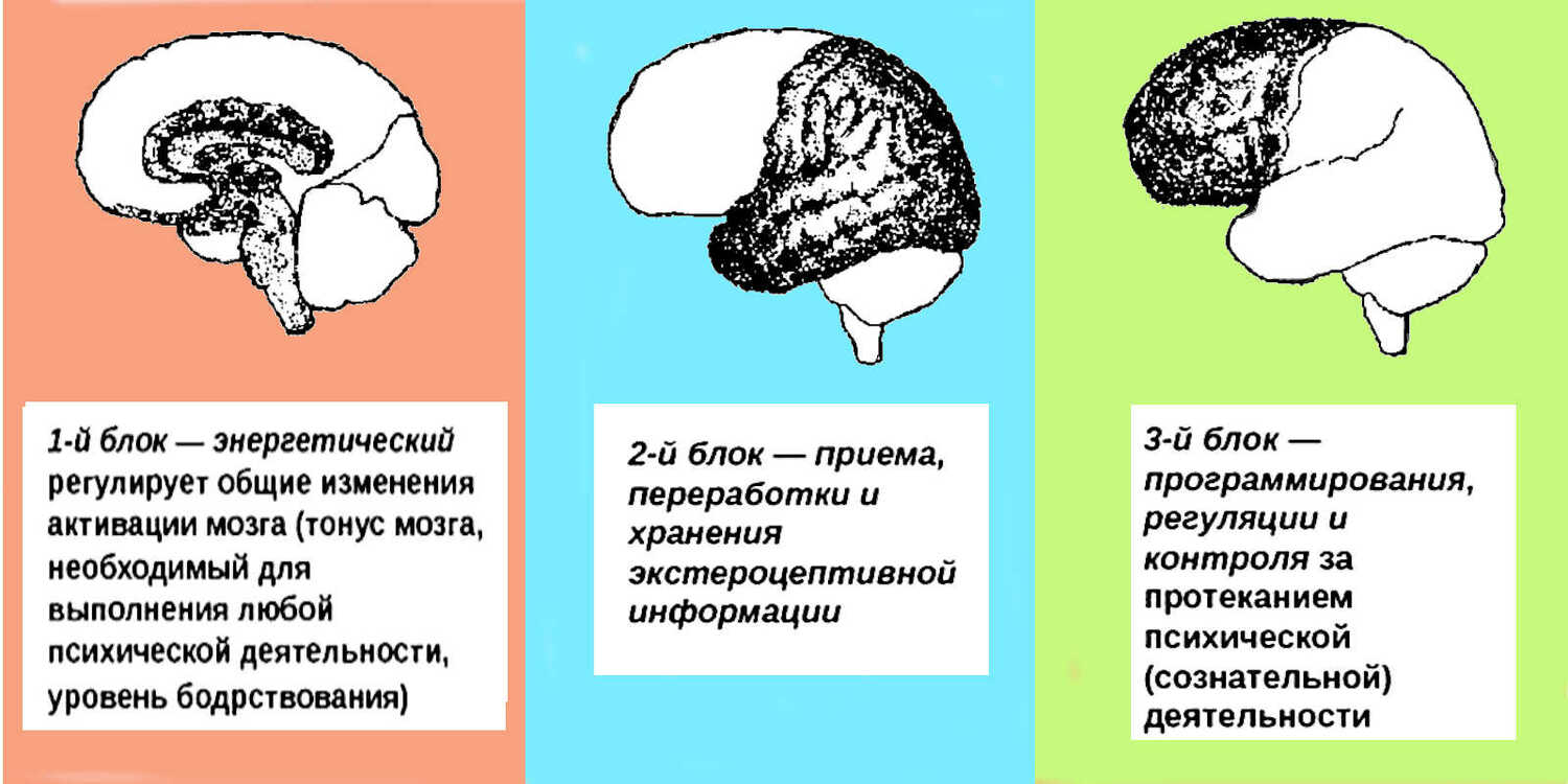Модель работы мозга Модель работы мозга